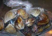 老爸傳LINE訊息叫女兒「蛤蜊睡前放冰箱」!女兒很痛苦表示「說來簡單,做起來卻很困難」