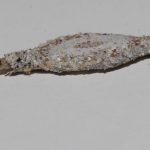 你家牆壁上有嗎?根除這「怪物」一定要做到「這點」!