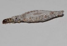 你家牆壁上有嗎?根除這「怪物」一定要做到「這點」!