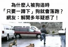 為什麼被狗追時「只要蹲下」狗就會落跑?
