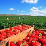 淚送|女友|去澳洲|打工… 一個月後近況竟「跑去半|套|店」上班!被發現扯神回…男|友秒|崩|潰