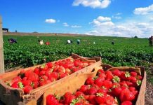 淚送|女友|去澳洲|打工… 一個月後近況竟「跑去半|套|店」上班!被發現扯神回…男|友秒|崩|潰