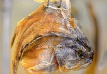 兒子生日婆婆送來5公斤乾魚!我「嫌腥臭」送鄰居 鄰居嘗過之後竟「連夜搬家」:我慌忙報了警