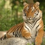 恭喜!生肖虎:近期會有「3喜纏身」大喜難逃 財氣爆棚「好運難擋」家裡有的快接住