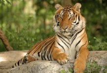 恭喜!生肖虎:近期會有「3喜纏身」大喜難逃 財氣爆棚「好運難擋」家裡有的快接住