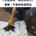 下水道救出8隻「黑拉拉幼犬」!獸醫一檢查傻眼:不是狗快放回去