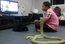 男子娶3公尺長眼鏡蛇為妻,他們每天#一樓有傳送門 電視、野餐、玩牌,非常甜蜜