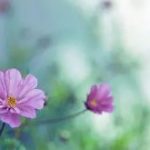 越老越有福氣!「晚年沒病沒災」的5大生肖 「不拖累子女」最主要的是不缺錢