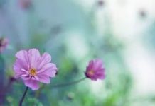 越老越有福氣!「晚年沒病沒災」的5大生肖 「不拖累子女」最主要的是不缺錢