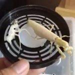 拍影片炫耀「珍貴白螳螂」進化成果 結果…下一秒悲劇了