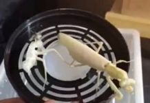 拍影片炫耀「珍貴白螳螂」進化成果 結果…下一秒悲劇了