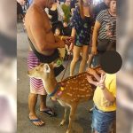 遛狗算什麼!墾丁大街驚見「帥阿伯遛梅花鹿」民眾全傻住 網看到驚呼:「主人在當地超紅」