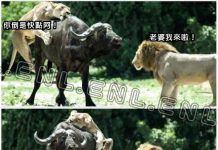 狩獵時最重要的就是「忍」,不然就會像這樣子…..