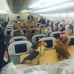 杜拜富豪為「80隻獵鷹買下80個飛機座位」,讓網友們都驚嘆!