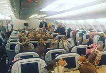 杜拜富豪為「80隻獵鷹買下80個飛機座位」,讓網友們都驚嘆!