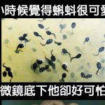 現在…我開始害怕蝌蚪了
