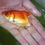 金魚生病「只剩半截」尾巴消失!主人「幫擦藥半年」竟神復原:還好沒放棄