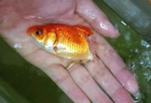 金魚生病「只剩半截」尾巴消失!主人「幫擦藥半年」竟神復原:還好沒放棄