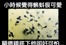 我現在有點害怕蝌蚪了……
