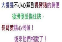 相遇到大猩猩居然是一種緣份?太好笑