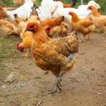 深夜入室偷雞!小偷被地主「放鞭炮嚇死」曝屍雞棚 家屬「索賠250萬」法院判決出爐