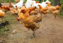 深夜入室偷雞!小偷被地主「放鞭炮嚇死」曝屍雞棚 家屬「索賠250萬」法院判決出爐