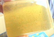 家長霧煞煞!兒子台語課本「芳雪文」到底是什麼 內行人曝正解「台語高手也看不懂」:以為是人名