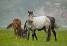 熬過今年!2023年「財運更紅火」的5生肖 窮日子到頭「翻身成龍鳳 」富甲一方