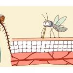 「蚊子不看血型只聞味道」 告訴你蚊子為什麼「總是只叮你」的原因!不想被叮就趕快改掉