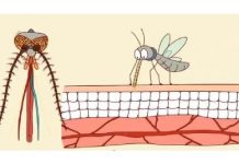 「蚊子不看血型只聞味道」 告訴你蚊子為什麼「總是只叮你」的原因!不想被叮就趕快改掉