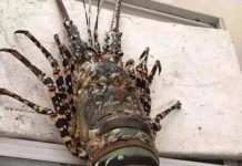 釣到龍蝦之王!漁夫樂壞「市值破450萬」被封神蝦 他堅持「不放生也不賣」5天後淚崩:付出代價