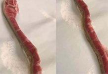 陪伴妹妹22年的寶貝竟變成謎樣生物,一路「吃」到現在已經讓人猜不透原形!網友:吃了22年真是物超所值!