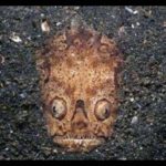 情侶在沙灘上發現一張恐怖的臉,嚇得跑回旅店,老闆告知「謎之物」身份:幸好你們跑回來了!