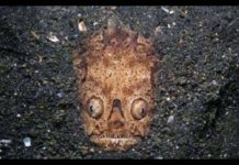 情侶在沙灘上發現一張恐怖的臉,嚇得跑回旅店,老闆告知「謎之物」身份:幸好你們跑回來了!