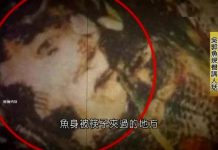 還記得80年代轟動全台的「魚肉好吃嗎?」沒想到這張照片讓當初「吃魚的5個人」遇到可怕下場