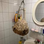 下班回家見「虎頭蜂窩掛浴室」當場傻眼!驚問家人「怎麼弄來的?」