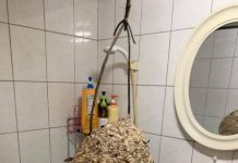 下班回家見「虎頭蜂窩掛浴室」當場傻眼!驚問家人「怎麼弄來的?」