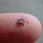 別小看這種蟲子只要被「咬一口」,那個人的下半生從此就不能再吃任何的肉了!