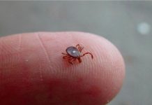 別小看這種蟲子只要被「咬一口」,那個人的下半生從此就不能再吃任何的肉了!