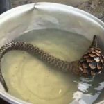 似蛇非蛇!男子捕撈到「一奇異生物」被建議:烤了吃 專家鑒定後「嚇出一身冷汗」秒速放生