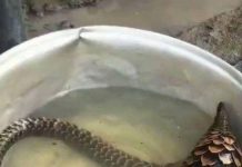 似蛇非蛇!男子捕撈到「一奇異生物」被建議:烤了吃 專家鑒定後「嚇出一身冷汗」秒速放生