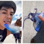 男子為拍抖音「海邊撿透明藍水母舔一口」網友大傻眼:世界第三毒!