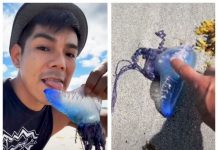 男子為拍抖音「海邊撿透明藍水母舔一口」網友大傻眼:世界第三毒!