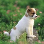 辛苦都值得了!4大生肖「晚年享盡子孫福」 兒女超孝順「晚年福運高」