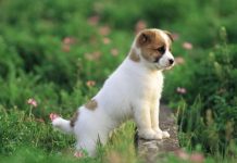 辛苦都值得了!4大生肖「晚年享盡子孫福」 兒女超孝順「晚年福運高」