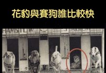 花豹跟賽狗到底誰更快