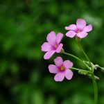 越到晚年越有福氣!「老來福」的五個生肖 早年辛苦「中年發跡」晚年運勢紅火