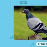 這隻鴿子有亮點XD