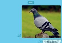 這隻鴿子有亮點XD