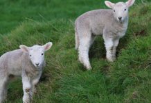 恭喜!屬羊2023年有「躲不過的3大喜事」 天降橫財擋不住「家有生肖羊」的接福了